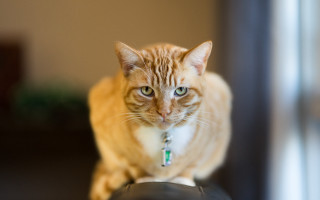Cat black object green collar - collar free wallpaper