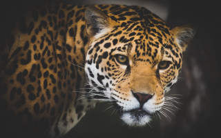 Leopard closeup blackbackground blurry background - a close up of a leopards face free wallpaper
