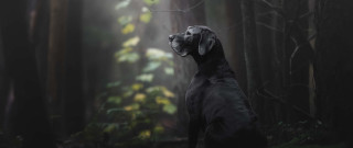 Dog forest fog photorealistic art - the air above free wallpaper