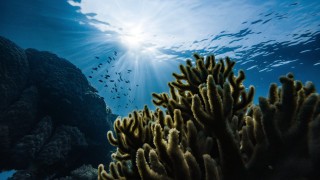 Coral reef sunshine school fish - underwater free wallpaper