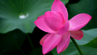 Pink flower water droplets green 5 - a green leafy area in the foreground free wallpaper