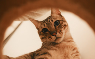 Cat mirror wide eyed paw - a paw free wallpaper