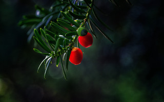 Red fruits hanging leaves bamboo - a couple free wallpaper