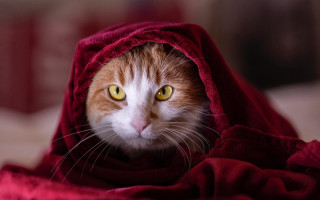 Cat surprised red blanket yellow - artur tarnowski free wallpaper
