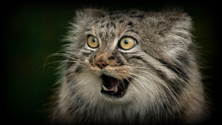 Cat open mouth furry animal - mouth wide free wallpaper