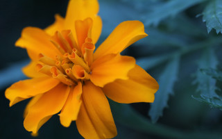 Yellow sunflower green leaves macro - eddie mendoza free wallpaper