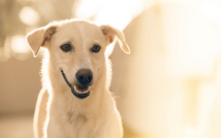 White dog smiling beach desert - his face and chest free wallpaper