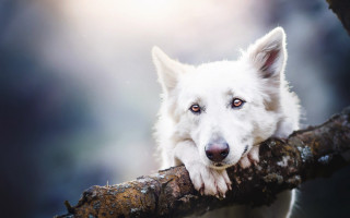 White dog on branch nature - a branch free wallpaper