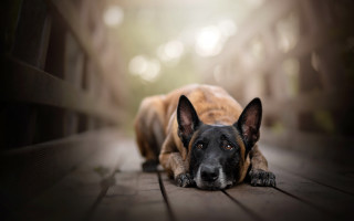 Dog laying wooden floor blurry - his head on free wallpaper