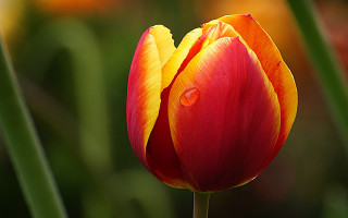 Red yellow flower water drops - green stem free wallpaper