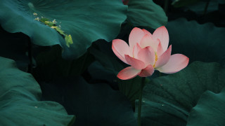 Pink flower blooming green leaves - a pond of water lilies free wallpaper