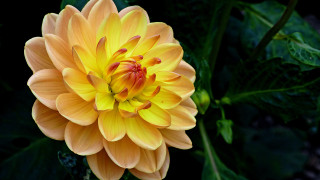 Yellow flower red center garden 2 - naturalism free wallpaper