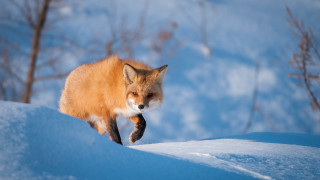 Fox snowy hill winter trees - a photo free wallpaper