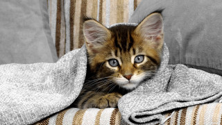 Kitten couch blanket sad eyes - a kitten free wallpaper