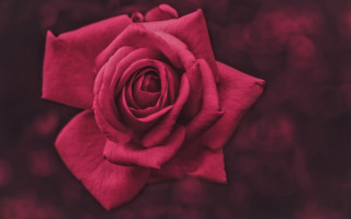 Red rose closeup macro flower - thin free wallpaper