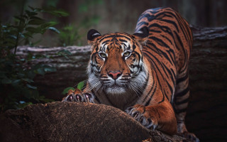 Tiger logs woods serious wildlife - a tiger free wallpaper