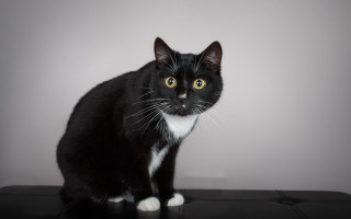 Black white cat table wall - top of a table next free wallpaper