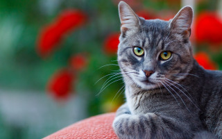 Cat red couch green eyes - a red couch free wallpaper