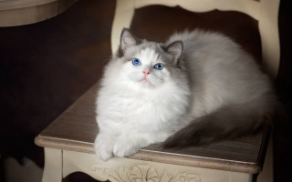White cat blue eyes marble - a white cat free wallpaper
