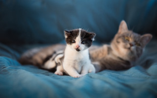 Cats blue blanket photorealistic depth - the camera and the other free wallpaper