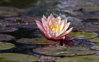 Pink yellow water lily pond 2 - nature photography free wallpaper