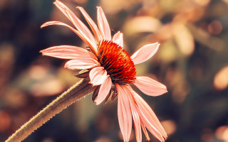 Pink flower red center bokeh - dennis ashbaugh free wallpaper for desktop