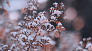 Snowy plant butterfly bare branch - a close up of a plant free wallpaper