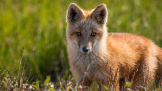 Sad fox field blurry nature - primitivism free wallpaper