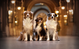 Three dogs hallway arches bokeh - arch free wallpaper