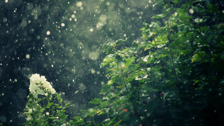 White flower green bush rain - a green leafy tree free wallpaper