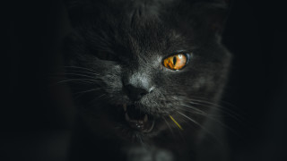Black cat yellow eyes portrait 3 - angry free wallpaper