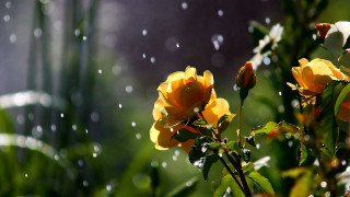 Yellow flower water droplets petals - water droplet free wallpaper