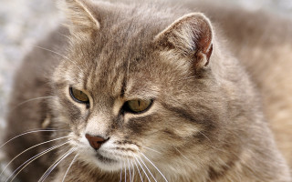 Sad cat looking distance blurry - neoplasticism free wallpaper