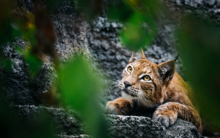 Small cat rock tree branch - a small cat free wallpaper