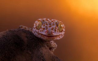 Gecko rock smiling sunset art - a rock free wallpaper