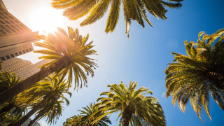 Palm trees building sunshine beach - the tree free wallpaper