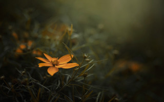 Yellow flower grass background macro - other flower free wallpaper