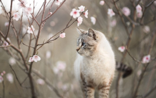 Cat branch pink blossoms impressionist - animal free wallpaper