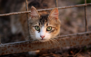 Cat fence green eyed background - neoplasticism free wallpaper