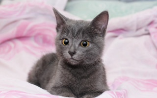 Gray kitten pink blanket curious - curious free wallpaper