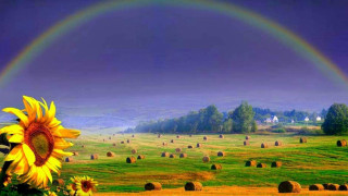 Sunflower rainbow field hay bales - arthur quartley free wallpaper