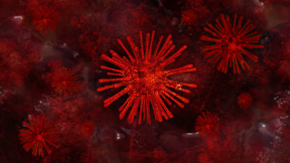 Red flower black background autumn - red flower free wallpaper