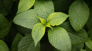 Green plant water droplets macro 23 - a green plant free wallpaper