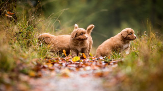 Puppies field grass leaves autumn - impressionist free wallpaper