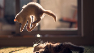 Cat reaching toy arabesque microscopic - a toy free wallpaper