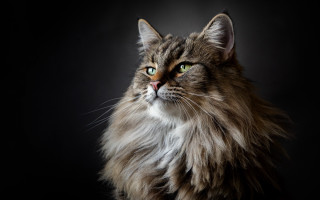Cat green eyes long hair 2 - bourgeoi free wallpaper