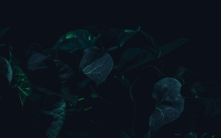 Green leaf night dark background - a plant free wallpaper
