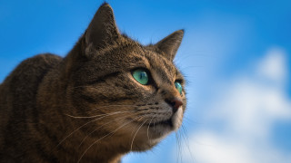 Black cat green eyes outdoors 2 - green eye free wallpaper
