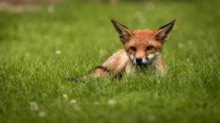 Fox sad grass nature blurry - neoism free wallpaper