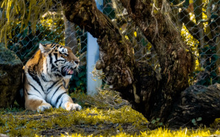 Tiger sitting grass fence tree - the grass next free wallpaper
